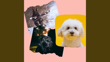 Pulsating Cute Puppies