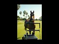 Biopilates Universe By Caroline | Gandour Drives Pilates Reformer Golf Episode 2