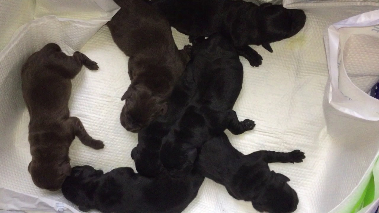 1_nest/a@labracadabra.nl