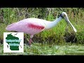 EXCITING Florida Birding Finds