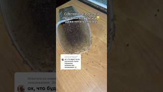 РАССЫПАЛАСЬ КУЧУ МУХИ😳 #муха#мушка#дрозофила