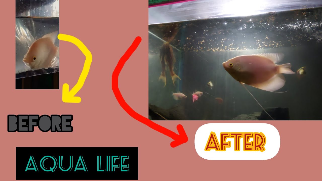 Gauri Fish MY GURAMI GROWN VERY FAST !!!! WATCH NOW👆👆👉👈 !!!! - YouTube