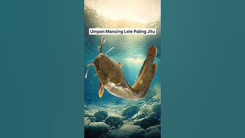 Umpan Mancing Ikan Lele Paling Ampuh #shorts