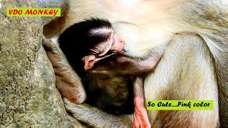 Hot news ! Violet newborn baby monkey so cute with pink color look so very lovely