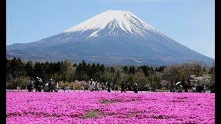 シバザクラと富士山が共演