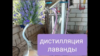 Дистиллятор эфирных масел. Процесс получения лавандового масла. Essential oil distiller.