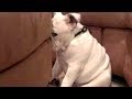 YOU'LL LAUGH ALL DAY LONG - Ultimate FUNNY and CUTE GUILTY DOGS