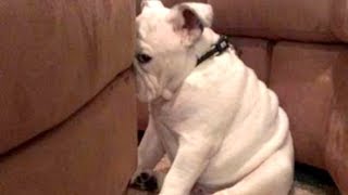 YOU'LL LAUGH ALL DAY LONG - Ultimate FUNNY and CUTE GUILTY DOGS