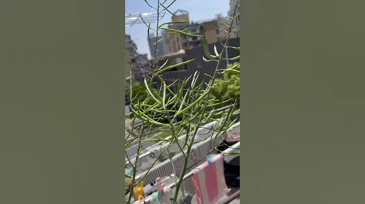 2023年4月30日，羽衣甘藍的種子就在這些條狀物中，準備收穫之後播種。 - 天天要聞