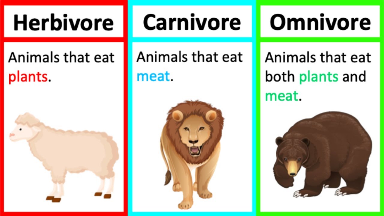Top 119 + List of herbivores carnivores and omnivores animals with ...