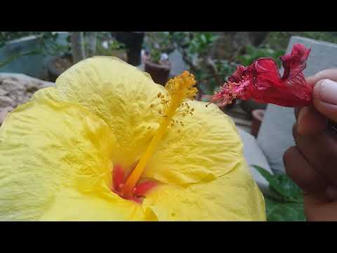 Vídeo: Hibiscus (67 Fotos): Què és? Cuidar Una Rosa Xinesa A Casa. Com és La "flor De La Mort" I Com Preparar-la Per A L'hivern?