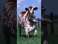 World Beauty #foryou #fruit #minivlog #goat #trending #food #deasert