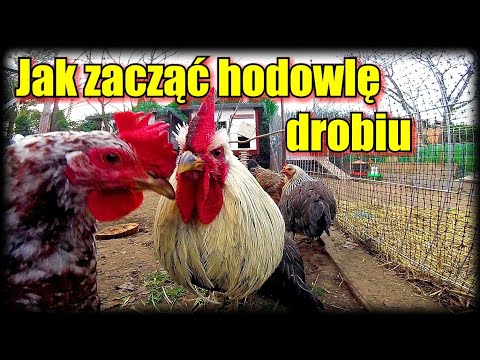 Wideo: Czy hodowcy przydomowi są źli?