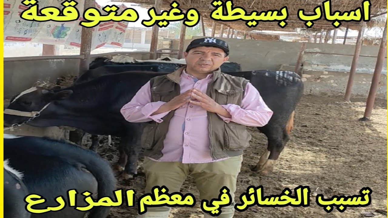 اسرار وخفايا انخفاض الأوزان والإسهال المتكرر وتوقف الكرش في العجول الكبيرة والمتوسطة.د/ السيدالطوخي