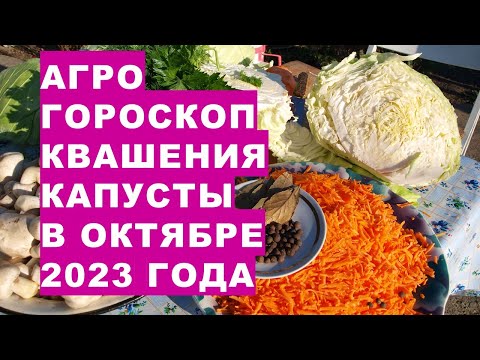 Агрогороскоп квашения капусты в октябре 2023 года. Agrogoroscope of sauerkraut in September 2023