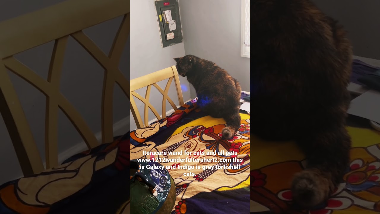 Watch Galaxy and Indigo getting a iteracare terazhertz session for cats! #cats #1111 #iteracare on YouTube Watch Galaxy and Indigo getting a iteracare terazhertz session for cats! #cats #1111 #iteracare on YouTube