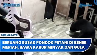 Download lagu Beruang Rusak Pondok Petani di Bukit Bener Meriah, Bawa Kabur Minyak dan Gula