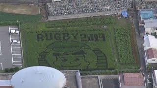 東大阪で「田んぼアート」 ラグビーW杯に向け
