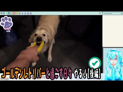 【実況】ゴールデンレトリバーと過ごす日々やる！【後編】