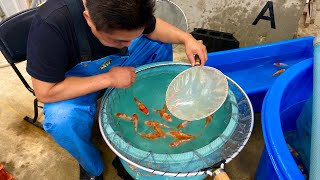 How does a KOI BREEDER selectively breeds his fish? | SENBETSU DAINICHI KOI FARM JAPAN
