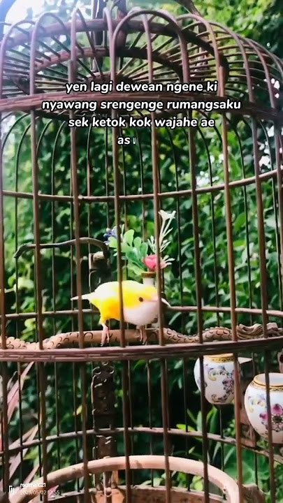 oalah #kicaumania #viral #story #storywa #katakatabijak #katamutiara #sogonngobra #sogonmania