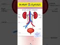 Human excretory system NEET diagram 2025 #biology #neet #rap #trendingshorts #viralshort