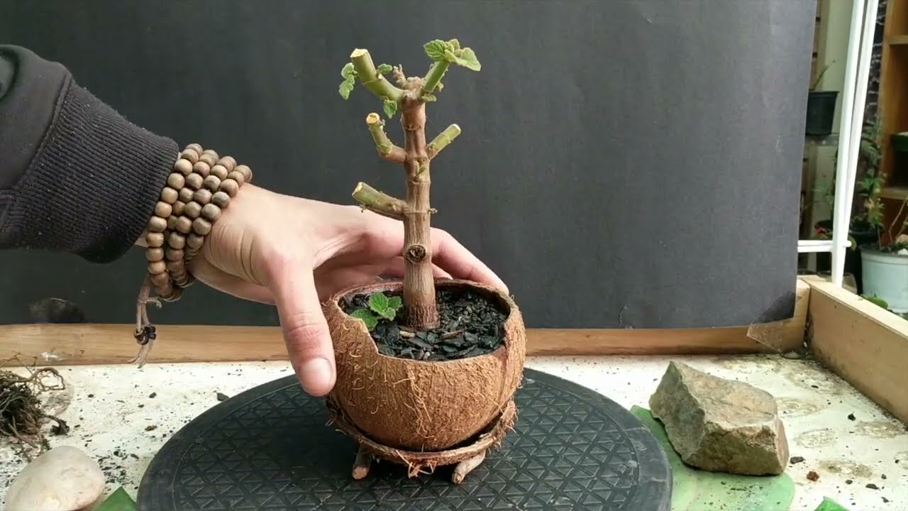 Bush basil bonsai repot in coconut shell_asmr