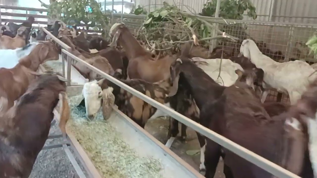 Eden goat farm eruthavoor, balaramapuram, Tvm, kattuputhusari, pallikal,