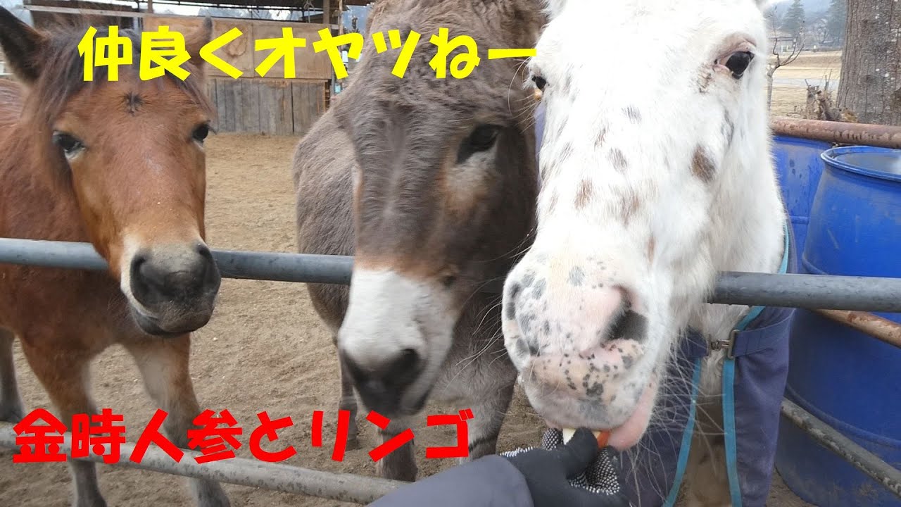 ロッキーと牧場の仲間たち、馬友達にオヤツ配りを手伝って貰いました。