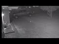 Chicken attacked by Cat and Coyote Caught  on Camera with Audio..