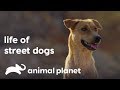         life of street dogs  animal planet india