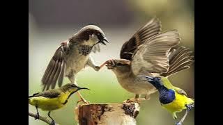 SUARA PIKAT GEREJA TARUNG   SOGON ONTONG TERBAIK 2025!!!