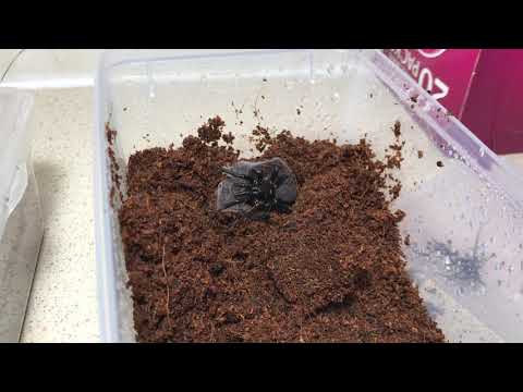 Update! Funnelweb Breeding Program