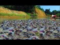 Amazing Mud Crabs Catching under Water by Hand Skill A Fisherman - Traditional