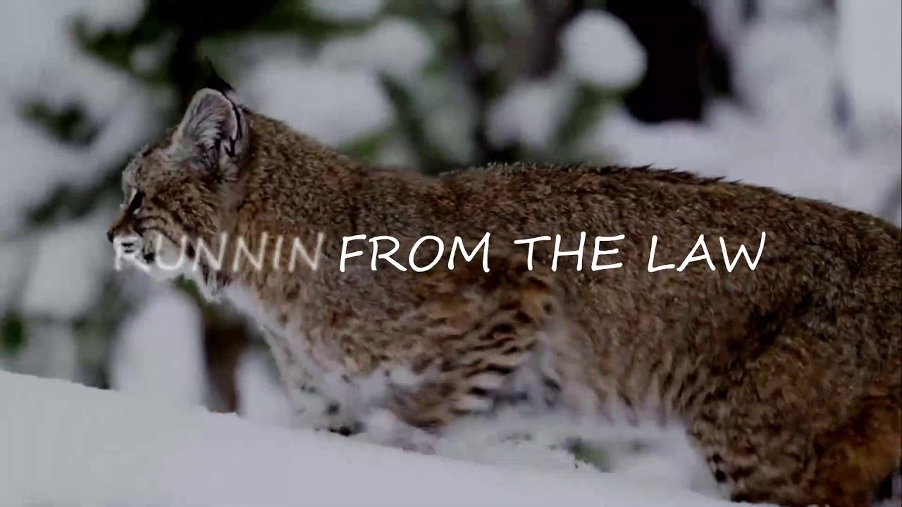Watch Water Tower - Bobcats (Lyric Video) on YouTube Watch Water Tower - Bobcats (Lyric Video) on YouTube