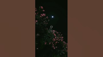 ومل بكم من نعمه فمن الله ثم اذا مسكم الضر|#عبدالرحمن_مسعد|#سورة_النحل|#اكتب_شئ_تؤجر_عليه تلاوةجميلة