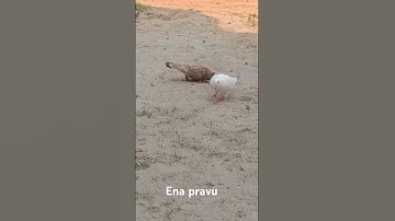 Pole Pole Song 