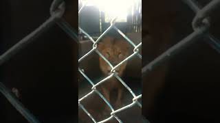 AFRICAN KING × AFRICAN LION