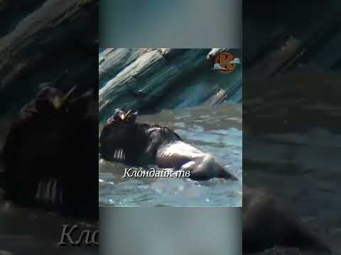 Антилопа боролась с крокодилом до последнего.