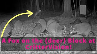 A Fox on the (deer) Block at CritterVision!