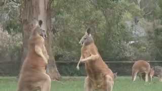 Video thumbnail of "kangaroo Dance By Stanley Ippkiss & concrete Zebra Prod By Concrete Zebra"