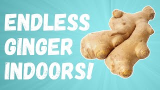 Growing an ENDLESS SUPPLY OF GINGER indoors!