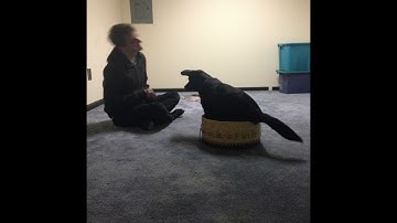 Shaping Behaviors: Sit in a Box