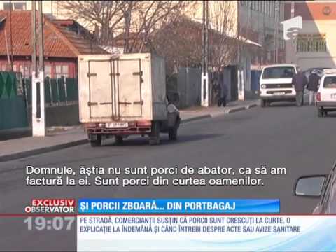 Video: Când înflorește porcul?