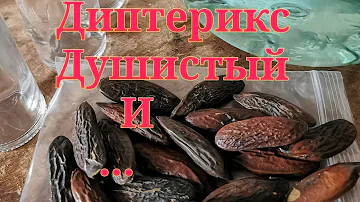 Диптерикс Душистый и... . Саррапиа. Бобы тонка. Мексиканская ваниль.