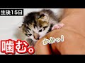 生後１５日目の赤ちゃん子猫に攻撃され傷を負います。【保護猫】