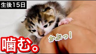 生後日目の赤ちゃん子猫に攻撃され傷を負います。【保護猫】