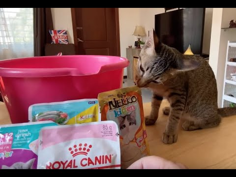 THE BEST CAT FOOD FOR YOUR KITTEN - YouTube