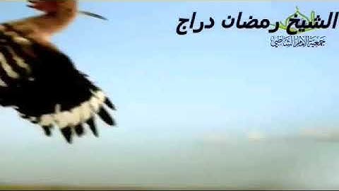 محله زياد مسجد التوحيد الشيخ رمضان دراج، سوره النمل