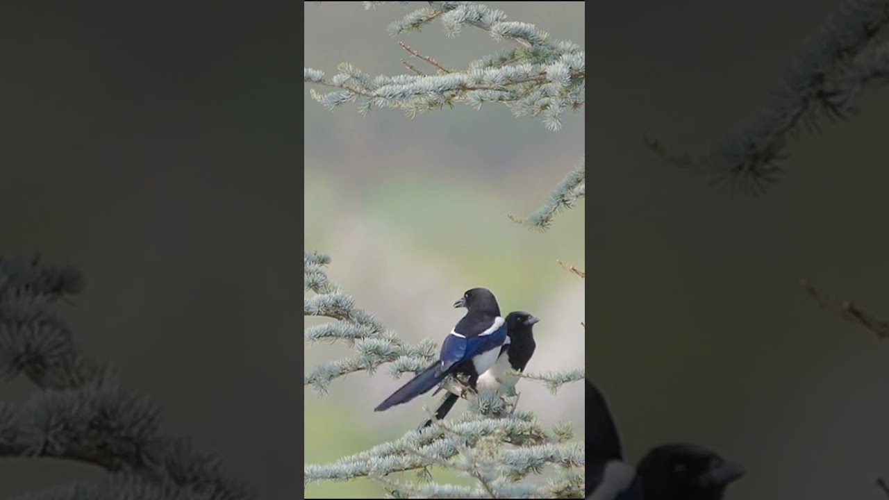 elster /// ZOO PAKISTAN